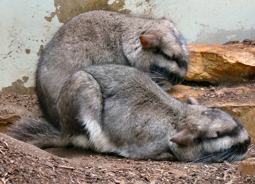 Chinchillas sauvages http://chinchillasdeminuit.eklablog.com/