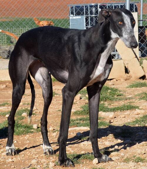 Action solidaire pour les traumas, une  maison d'accueil en France / Au nom des galgos