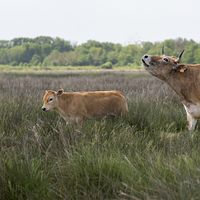 Noirmoutier 2023