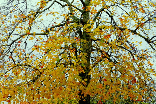 C'est l'automne : feuilles des arbres