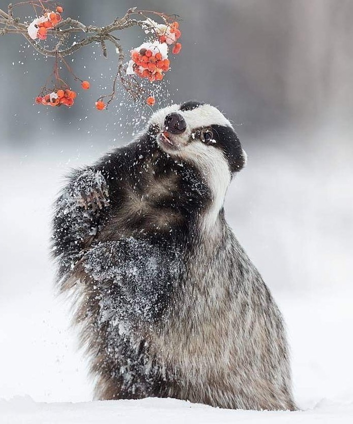 beautiful-wildlife:“Badger by © inawolfisblickwinkel”