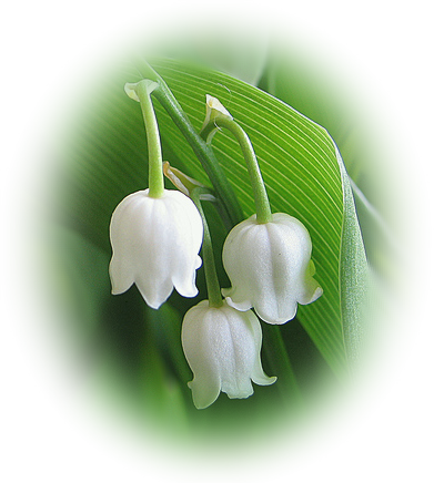 Tubes Muguet