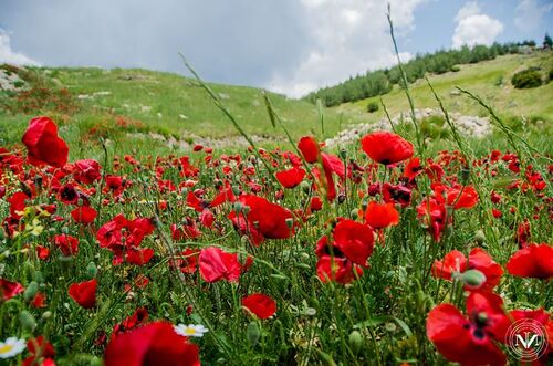 Vendredi 5 octobre - Nous voulons des coquelicots