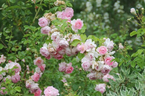 Retour au jardin Botanique