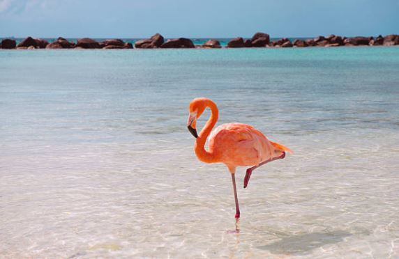 flamant rose