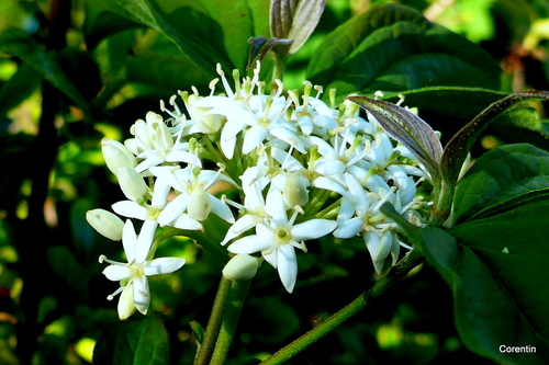 Des petites fleurs blanches