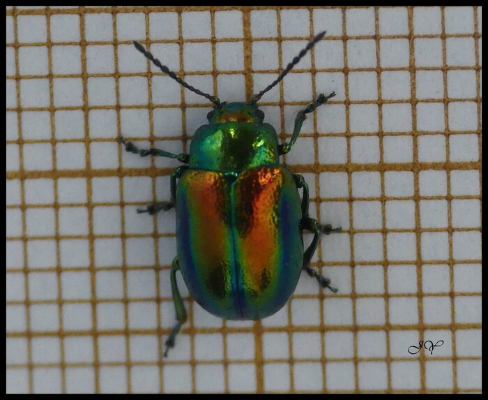 Chrysolina fastuosa.