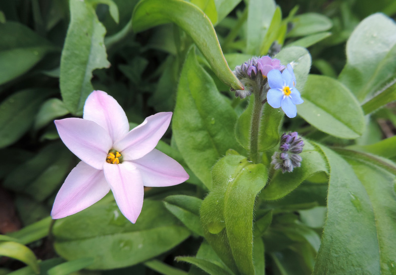 Fleurs d'Avril....