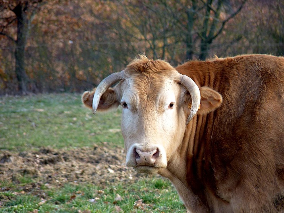 Vache-au-pre-le-15-12-2010.jpg