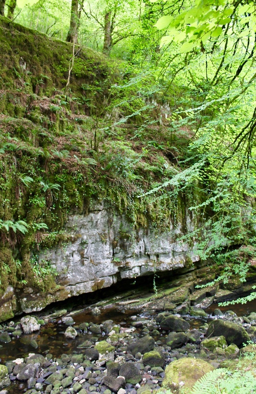 Grottes et forêt d’Irlande du Nord