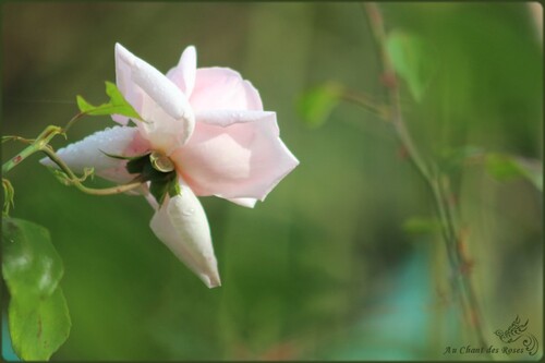 Fin octobre et les roses sont toujours là!