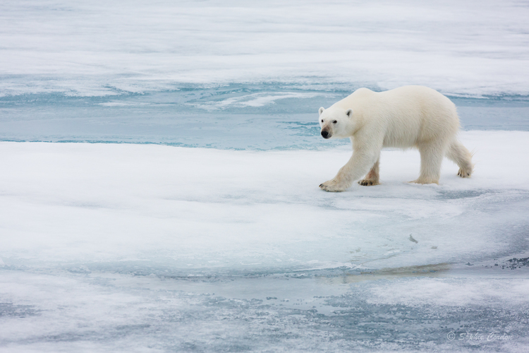 L'ours du 8 août, suite... et fin... si si !