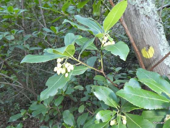 Fleur de l'arbousier