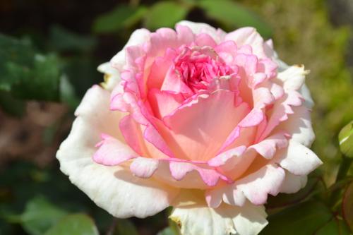 Le cartoscope du mardi 6 février 2018