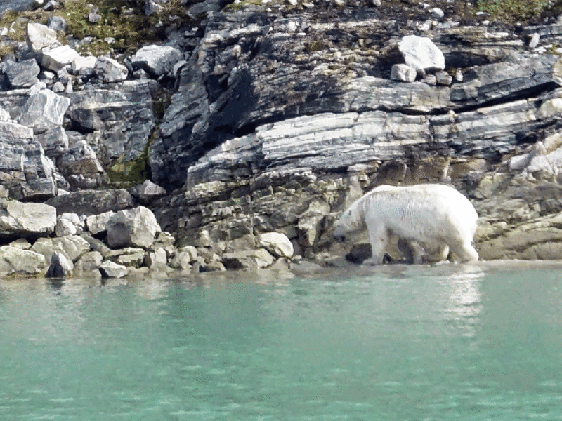 Sortie du bain pour l'ours polaire - Icy Fjord - Nunavut
