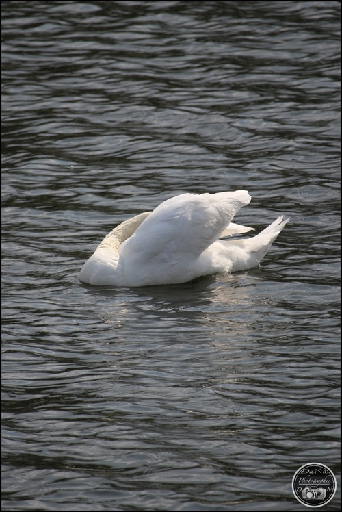 Les cygnes