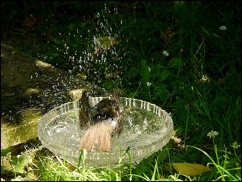 La piscine