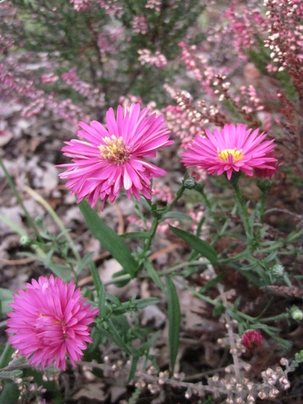 Mon jardin landais à la mi-septembre