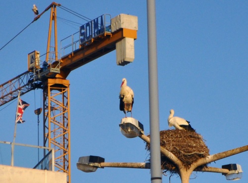 Cigognes de FARO...