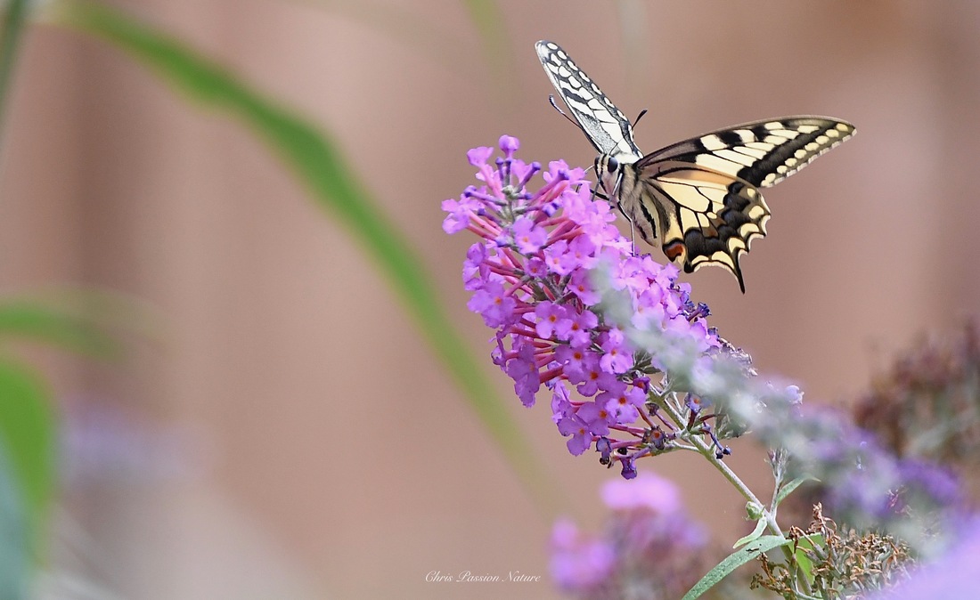 Machaon ( ou grand porte-queue )