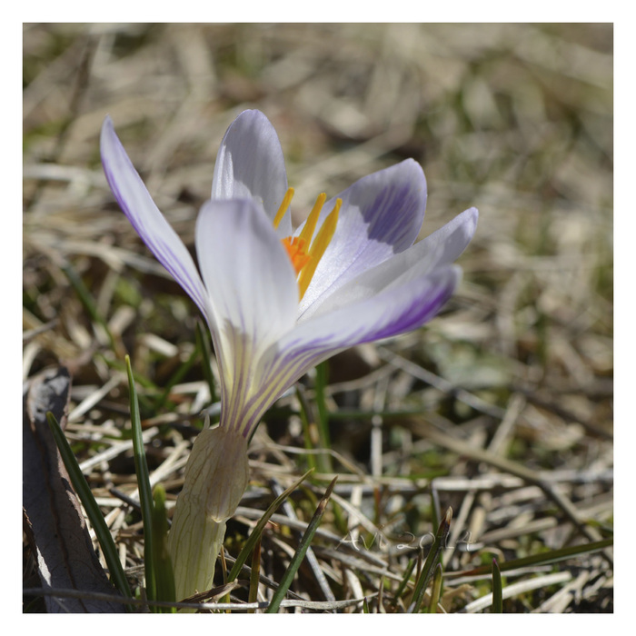 Les Perce-neige s'épanouissent au soleil