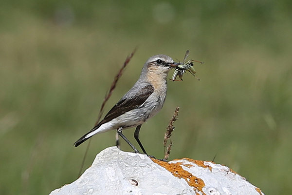 Une famille Traquet motteux au col de Festre