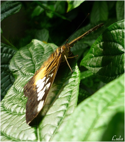 clipper, Parthenos Sylvia