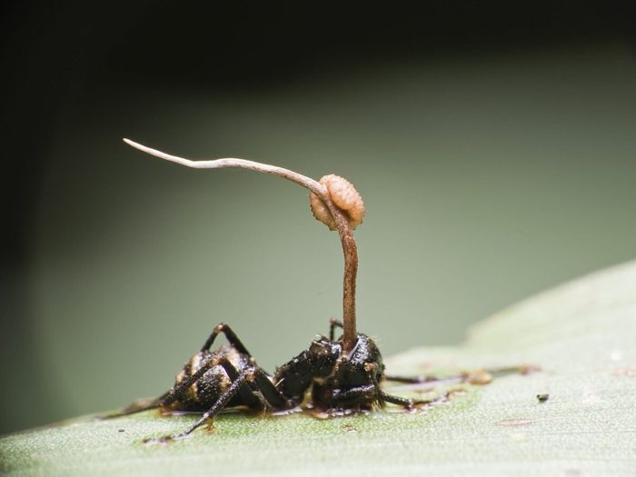 Le Champignon Qui Colonise Le Cerveau