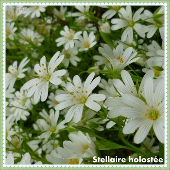 Stellaire holostée-Stellaria holostea
