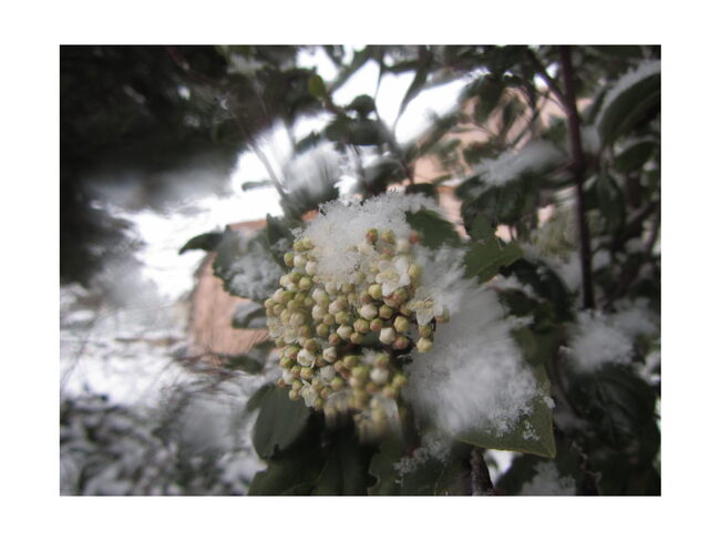 graines de partage du mois de janvier (neige / animaux domestiques)