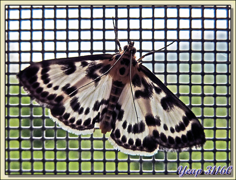 petit papillon de nuit sur moustiquaire - Lartigau - Milhas - 31