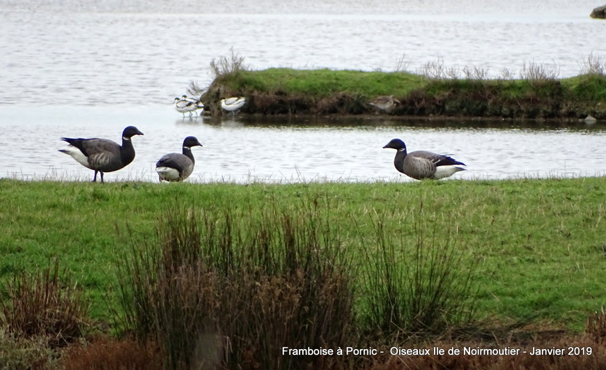 Les oiseaux de l'ile de Noirmoutier - Janvier 2019
