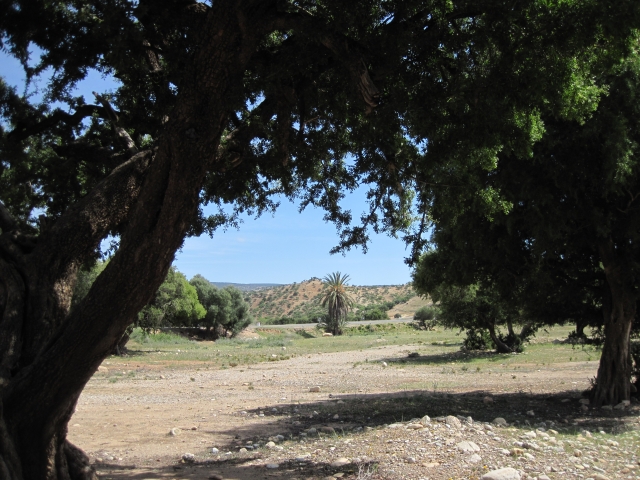 Maroc Entre Agadir et Essaouira Arganier