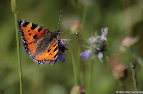 Une petite tortue si si !!!! - Aglais urticae - Hauteville (01) - Mai 2020