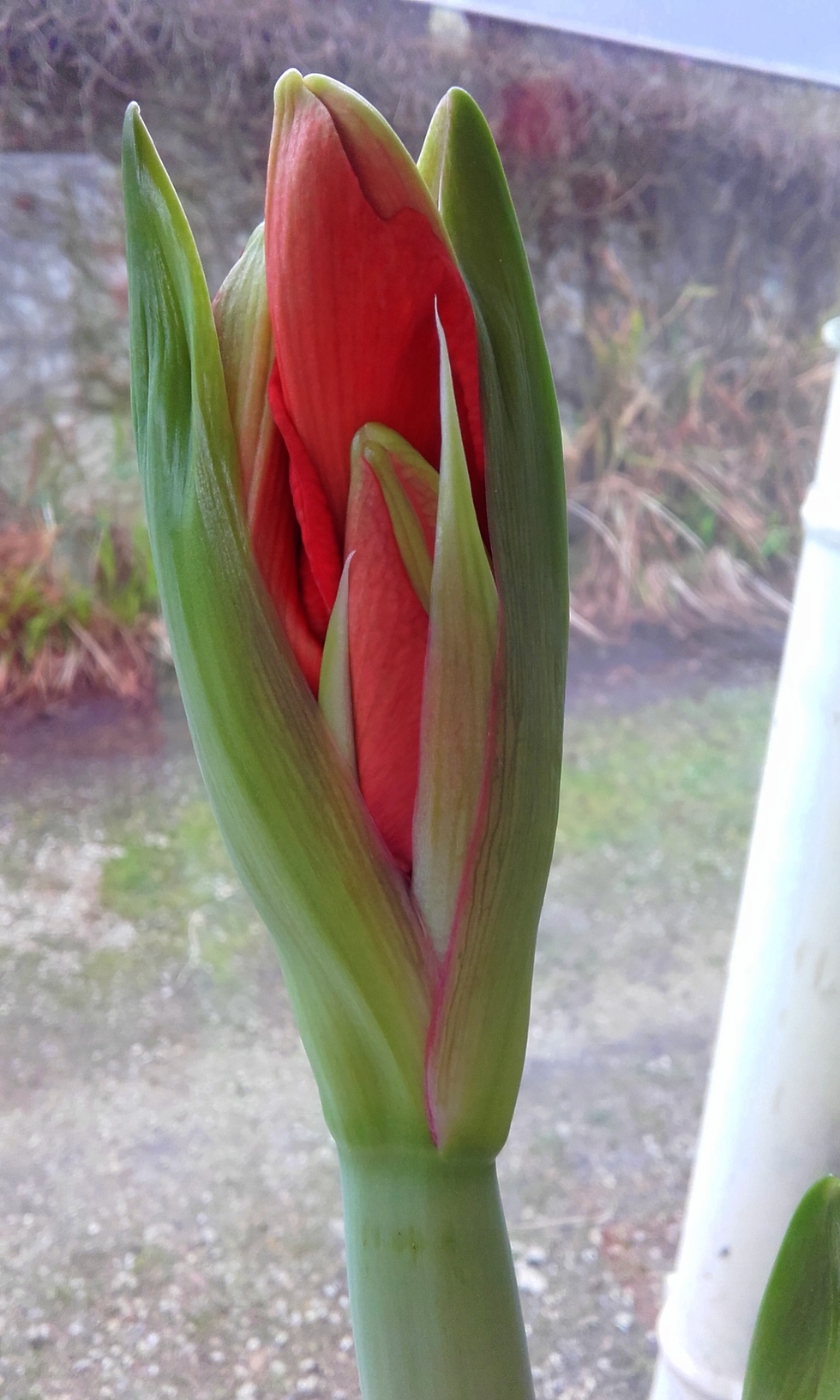 Amaryllis ( fleur que j 'aime)