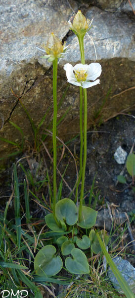 Parnassia palustris  -  parnassie des marais