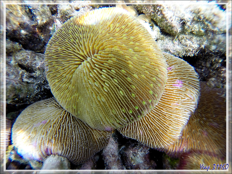 Corail-champignon avec ses tentacules vert fluo, Mushroom coral - Moofushi - Atoll d'Ari - Maldives