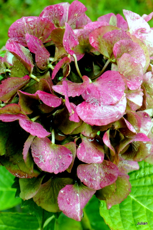 Fleurs fanées de l'hortensia 