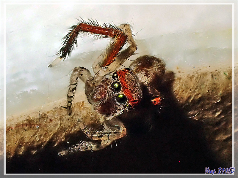 Araignée sauteuse (saltique) "Pied barbu" mâle (Saitis barbipes) - La Couarde-sur-Mer - Île de Ré - 17