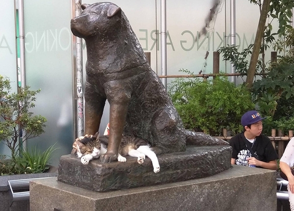 L'Akita Inu, chien japonais