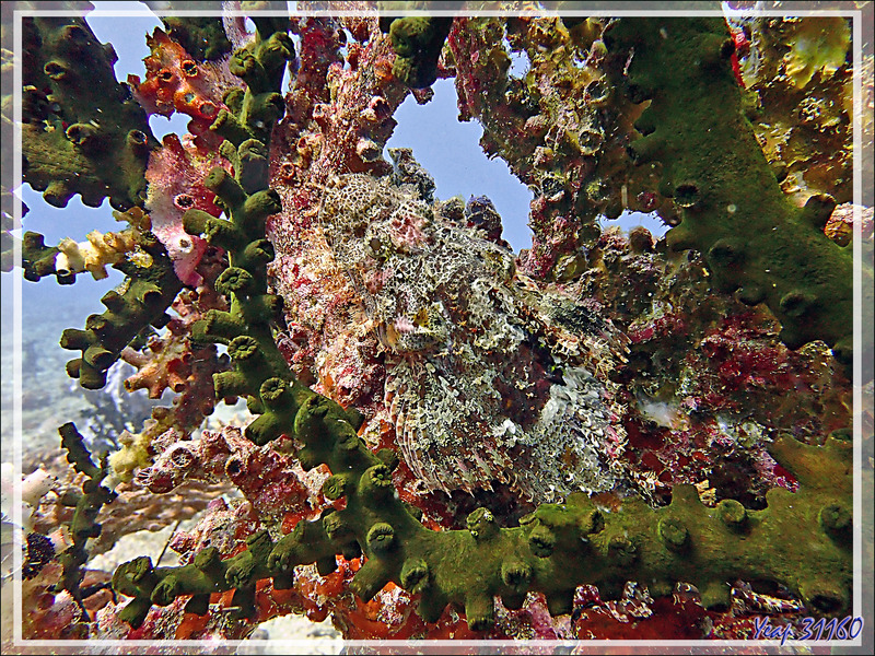 Poisson scorpion du Mozambique, Mozambique scorpionfish (Parascorpaena mossambica) - Betalinjona (2ème Frère) - Nosy Tsarabanjina - Archipel Mitsio - Madagascar