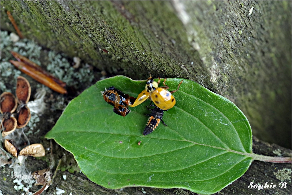 Une vie de coccinelle .