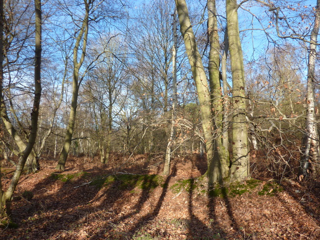 Ballade en Forêt