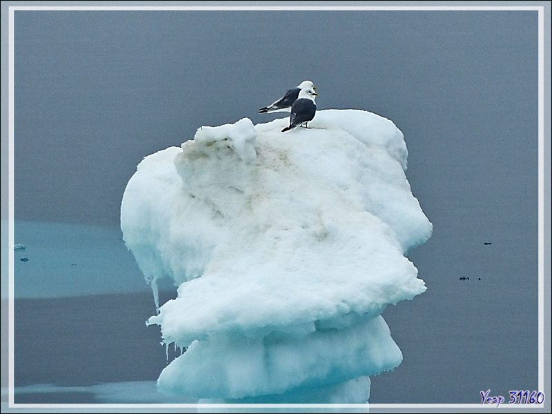 Mouette tridactyle, Black-legged Kittiwake (Rissa tridactyla) - Mer des Tchouktches - Alaska