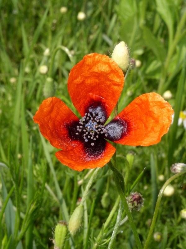 Argémone (Papaver argemone L.) fleur rouge