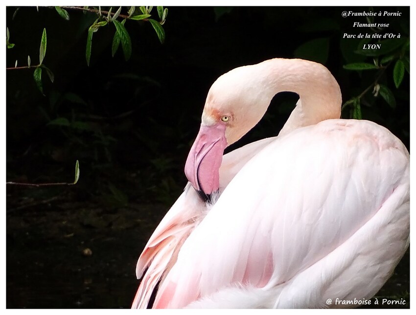 LYON Jardin zoologique et animaux du parc de la Tête d'Or 