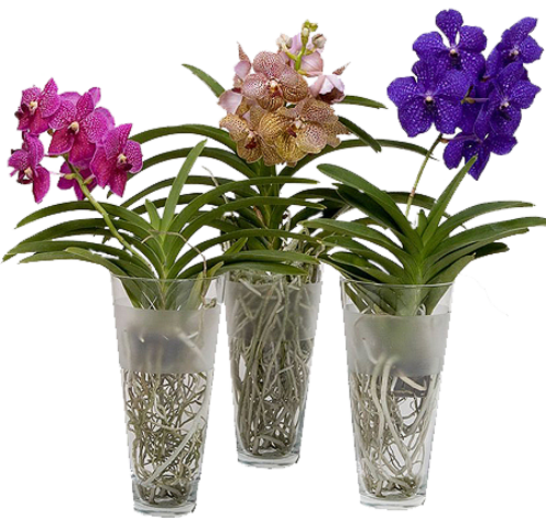 Orchidées vase panier etc