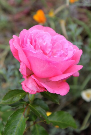 rosier 'Rose de Molinard' de Delbard