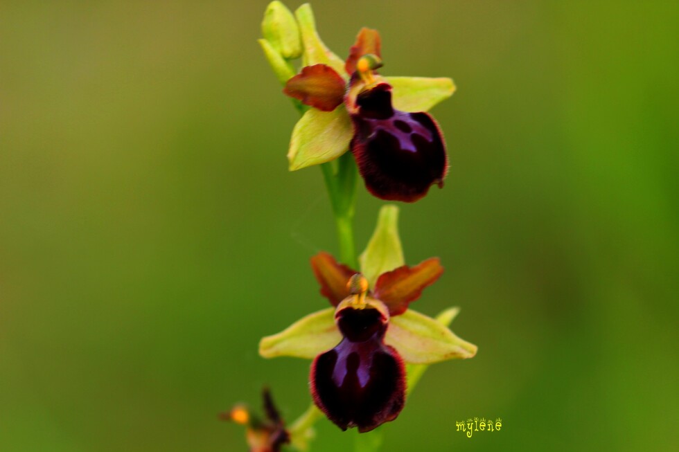 Orphrys de la passion