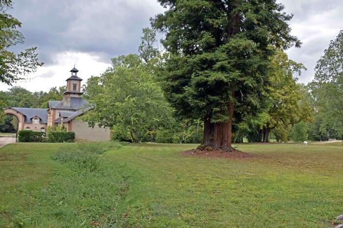 Séquoia au Château de Meillant